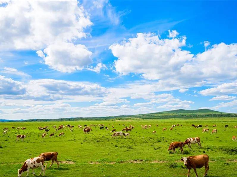 内蒙古,广袤草原的无尽魅力
