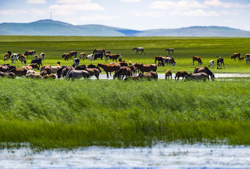 内蒙古,广袤草原的无尽魅力